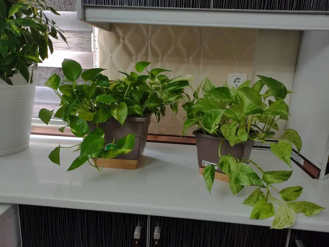 گل طبیعی|گل و گیاه طبیعی|قزوین, |دیوار