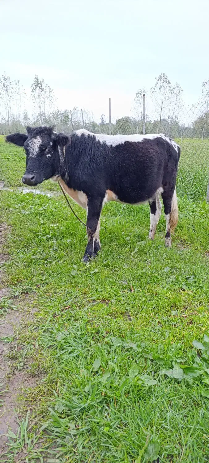 لیشه فروشی|حیوانات مزرعه|گوراب زرمیخ, |دیوار