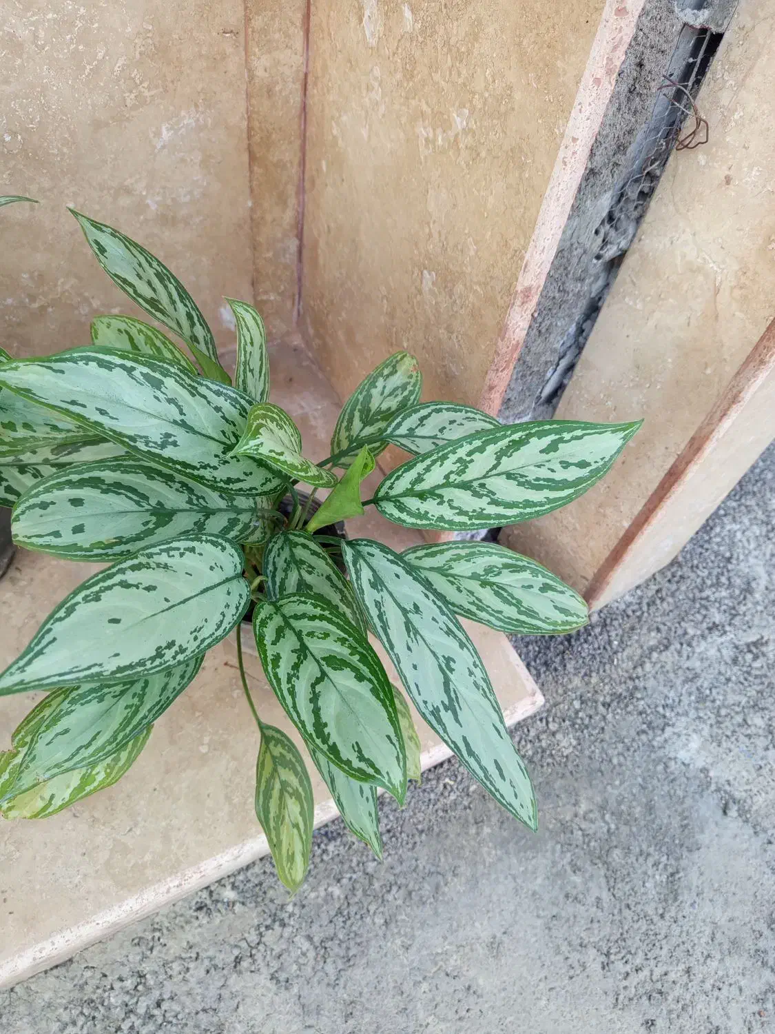 گل وگیاه طبیعی|گل و گیاه طبیعی|رشت, پل تالشان|دیوار