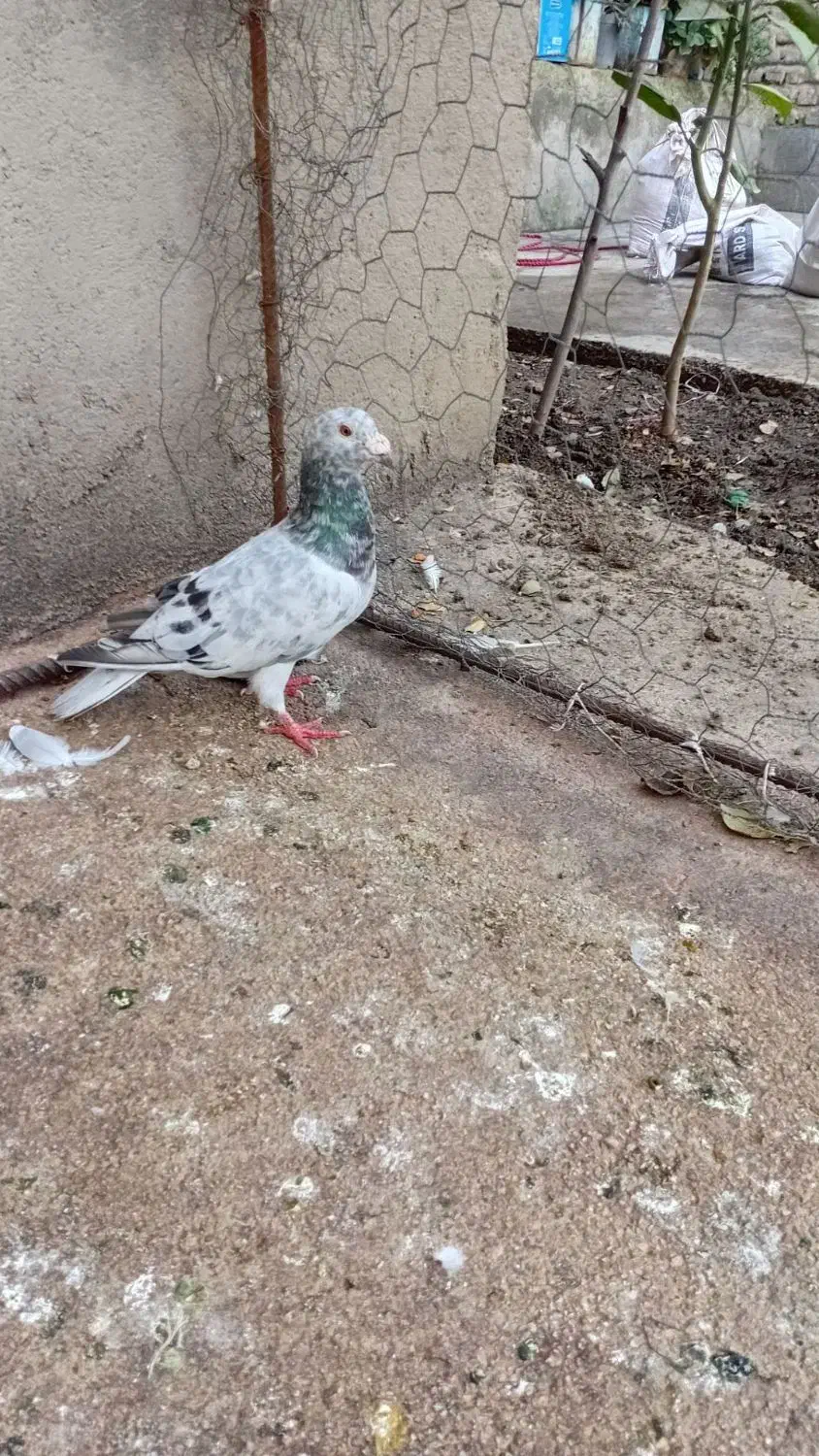 کبوتر|پرنده|گالیکش, |دیوار