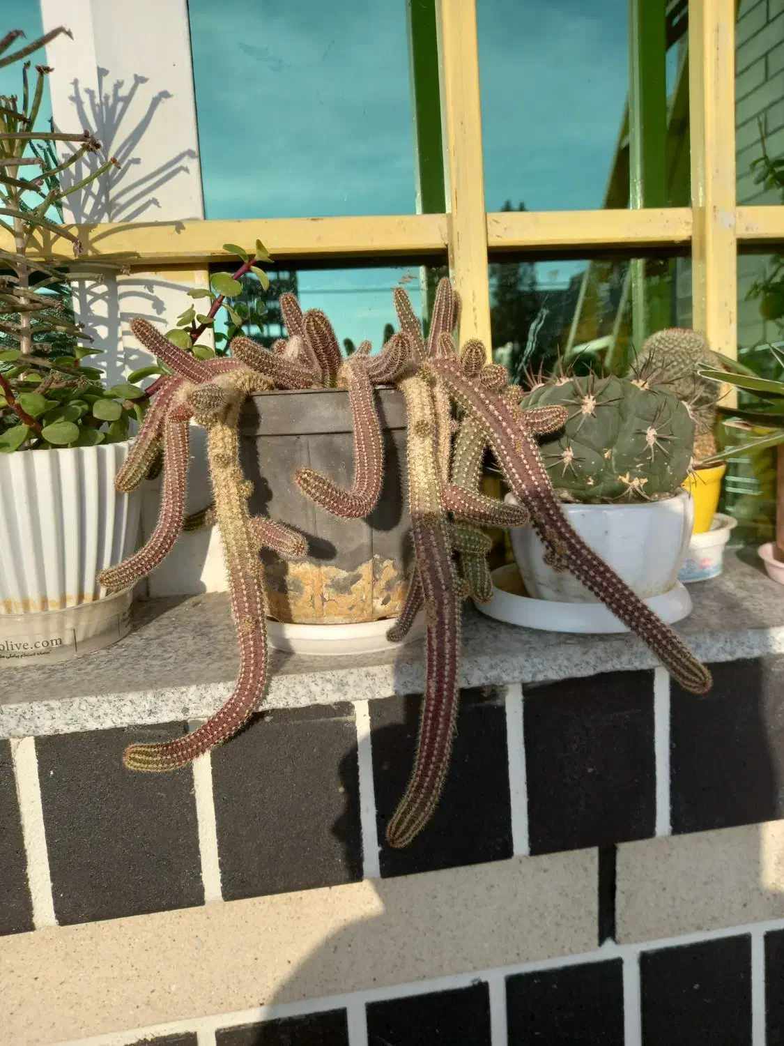 گلهای خانگی|گل و گیاه طبیعی|نیشابور, بزرگمهر|دیوار