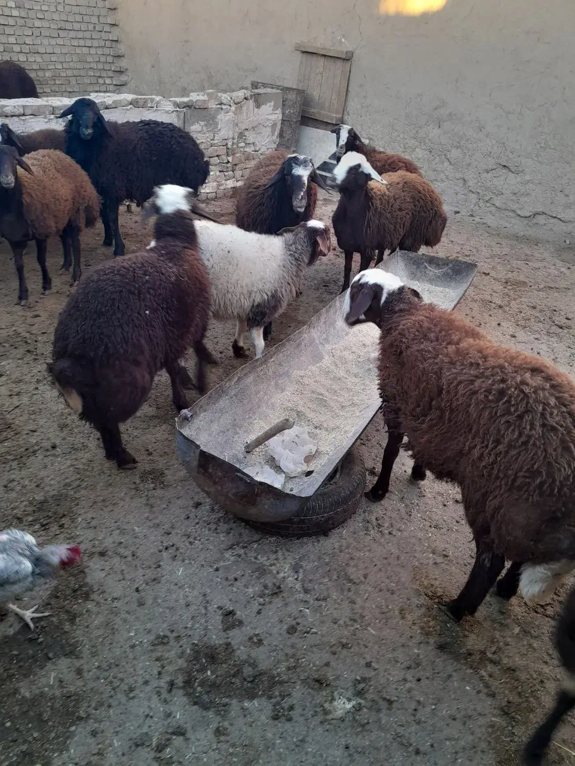 باسلام فروش بره، نروماده|حیوانات مزرعه|نیشابور, دهنو|دیوار