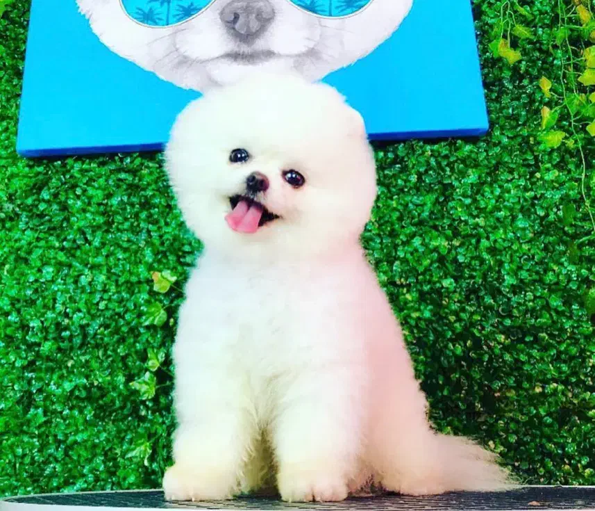 سگ پامر پامرانین نر خرسی عروسکی جیبی کشش|سگ|اصفهان, خانه اصفهان|دیوار