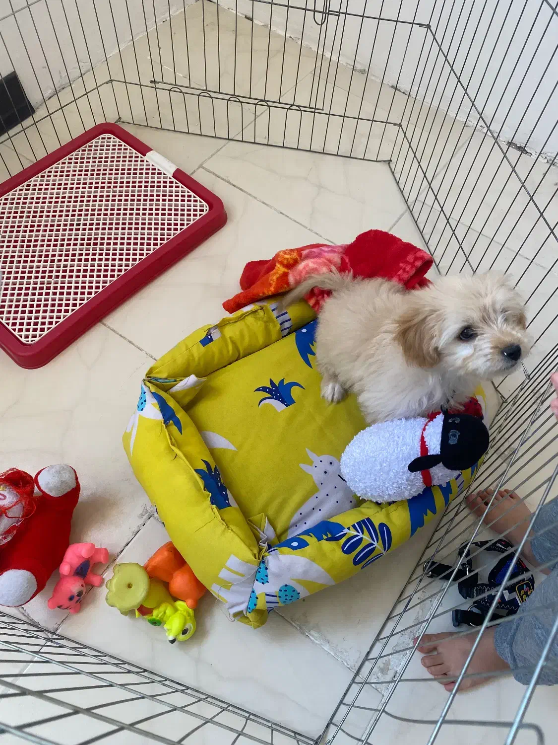 سگ مالتیپو سه ماهه|سگ|ایوانکی, |دیوار