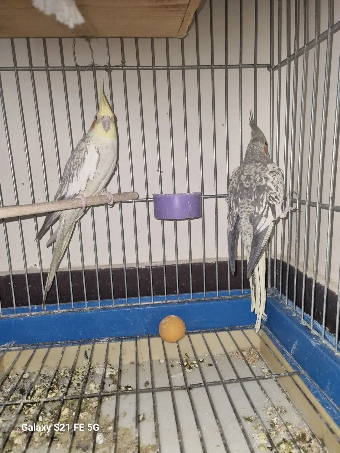 عروس هلندی|پرنده|شیراز, باغ تخت|دیوار