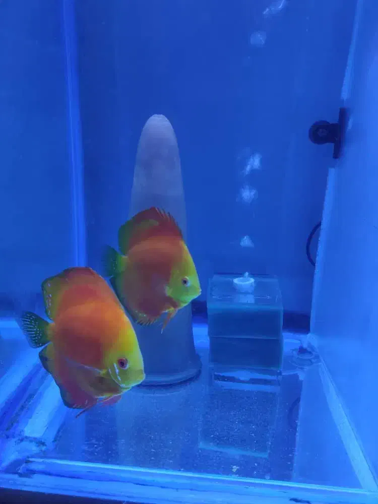 دیسکس مولد|ماهی|ری, شهید غیوری (ابن باویه)|دیوار