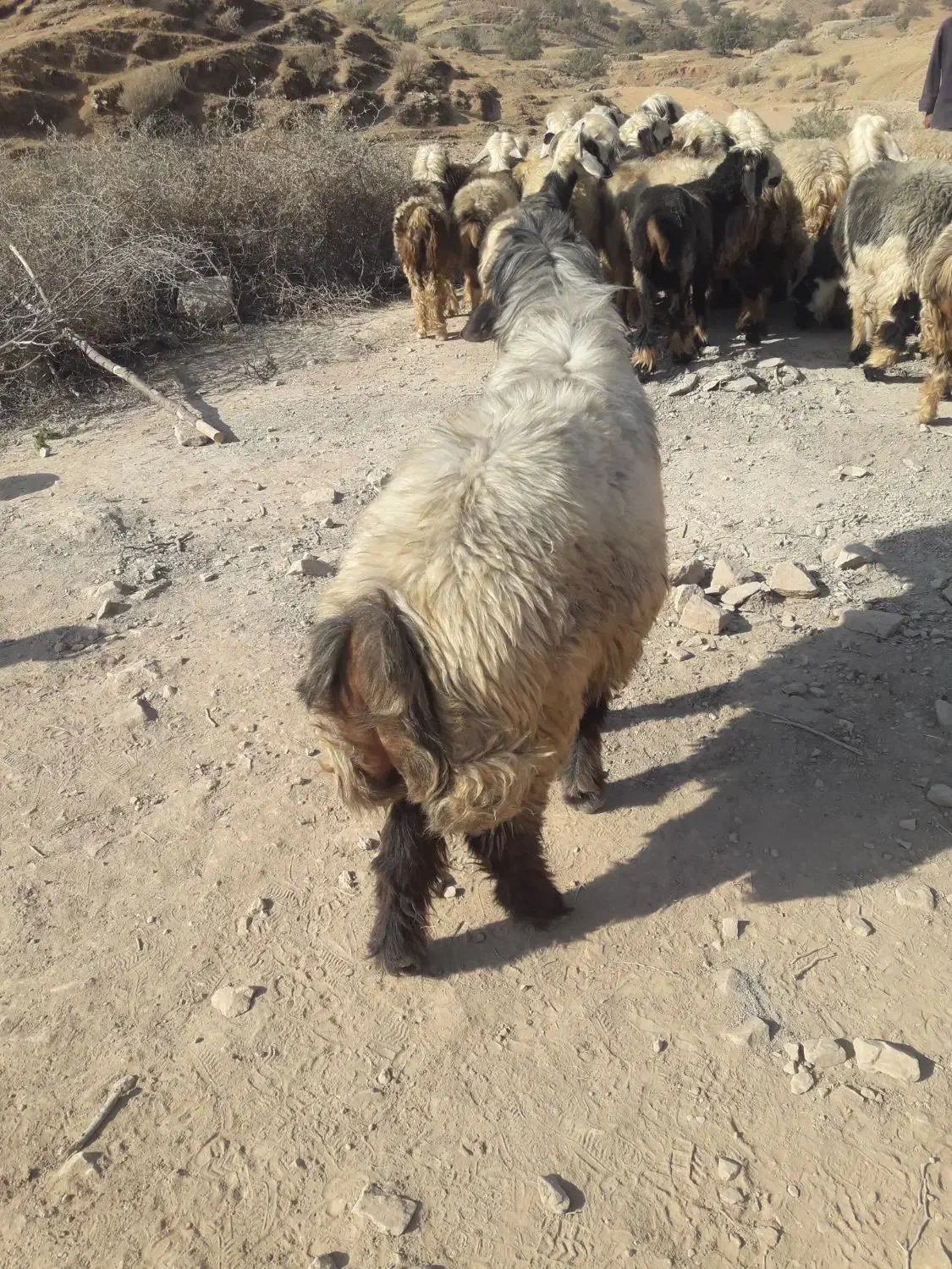 نرمیش وبز|حیوانات مزرعه|مسجد سلیمان, |دیوار