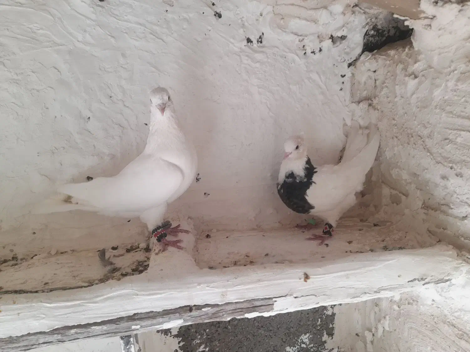 کمبود جا|پرنده|چرداول, |دیوار