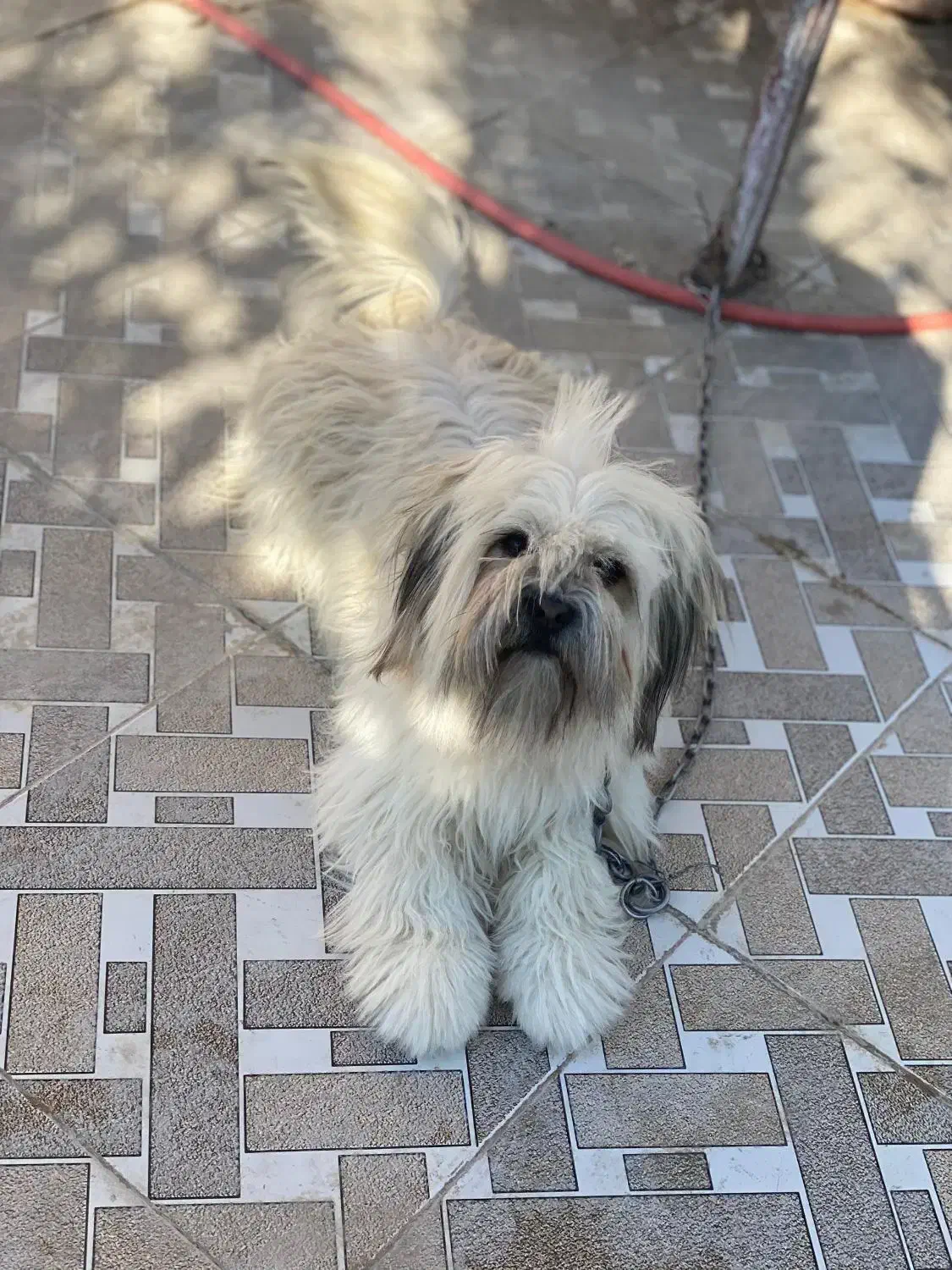 سگ شیتزو تریر ماده|سگ|فیروزآباد (فارس), |دیوار