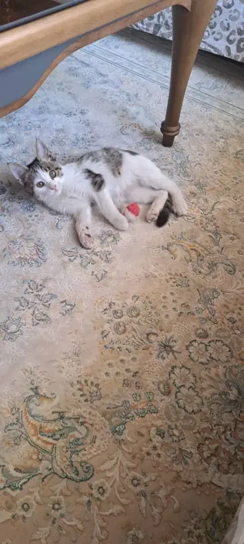 بچه گربه|گربه|تهران, جنتآباد مرکزی|دیوار