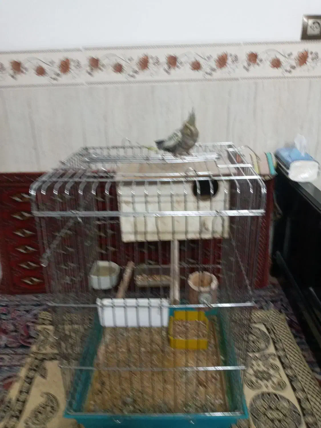 پرندگان|پرنده|یزد, |دیوار