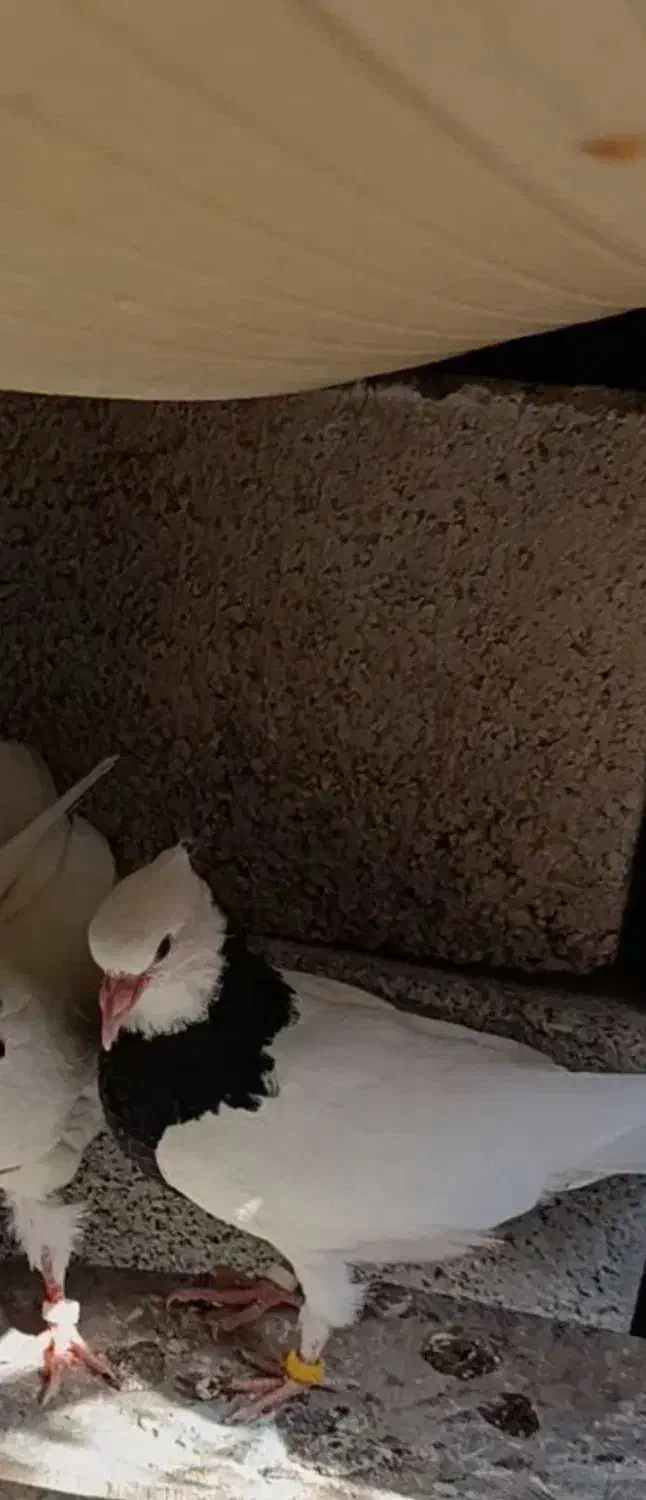 کبوتر جوجه طوقی نسل هفترنگ|پرنده|قائم‌شهر, |دیوار