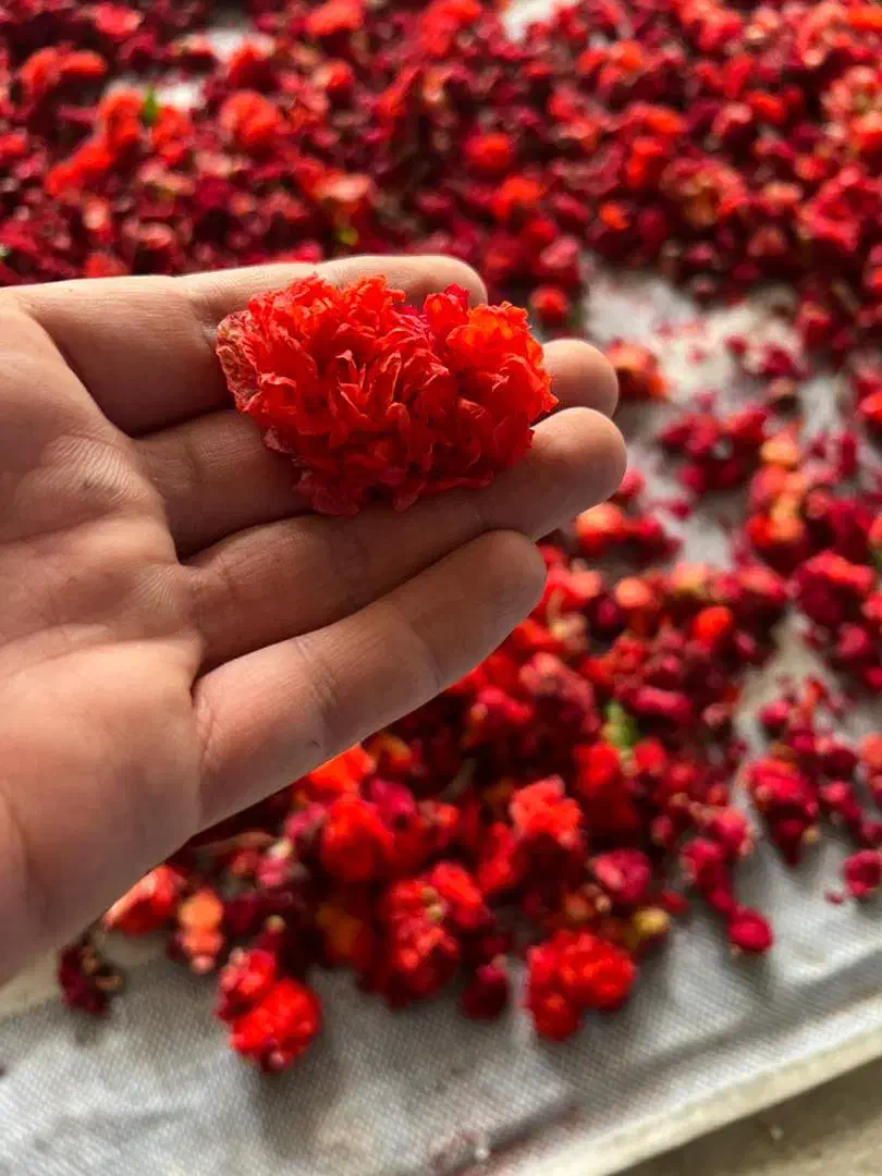 فروش گلنار فارسی|خوردنی و آشامیدنی|شیراز, دانشکده کشاورزی دانشگاه شیراز|دیوار