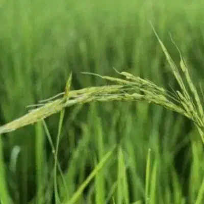 برنج ثامن|خوردنی و آشامیدنی|قزوین, |دیوار