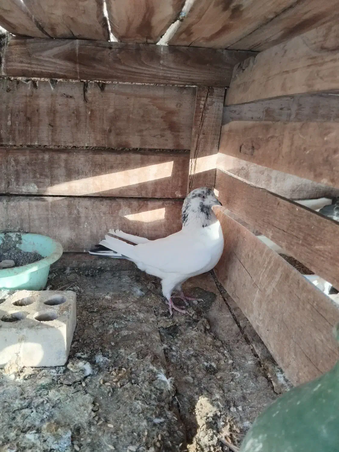 کله سبز|پرنده|یزد, |دیوار