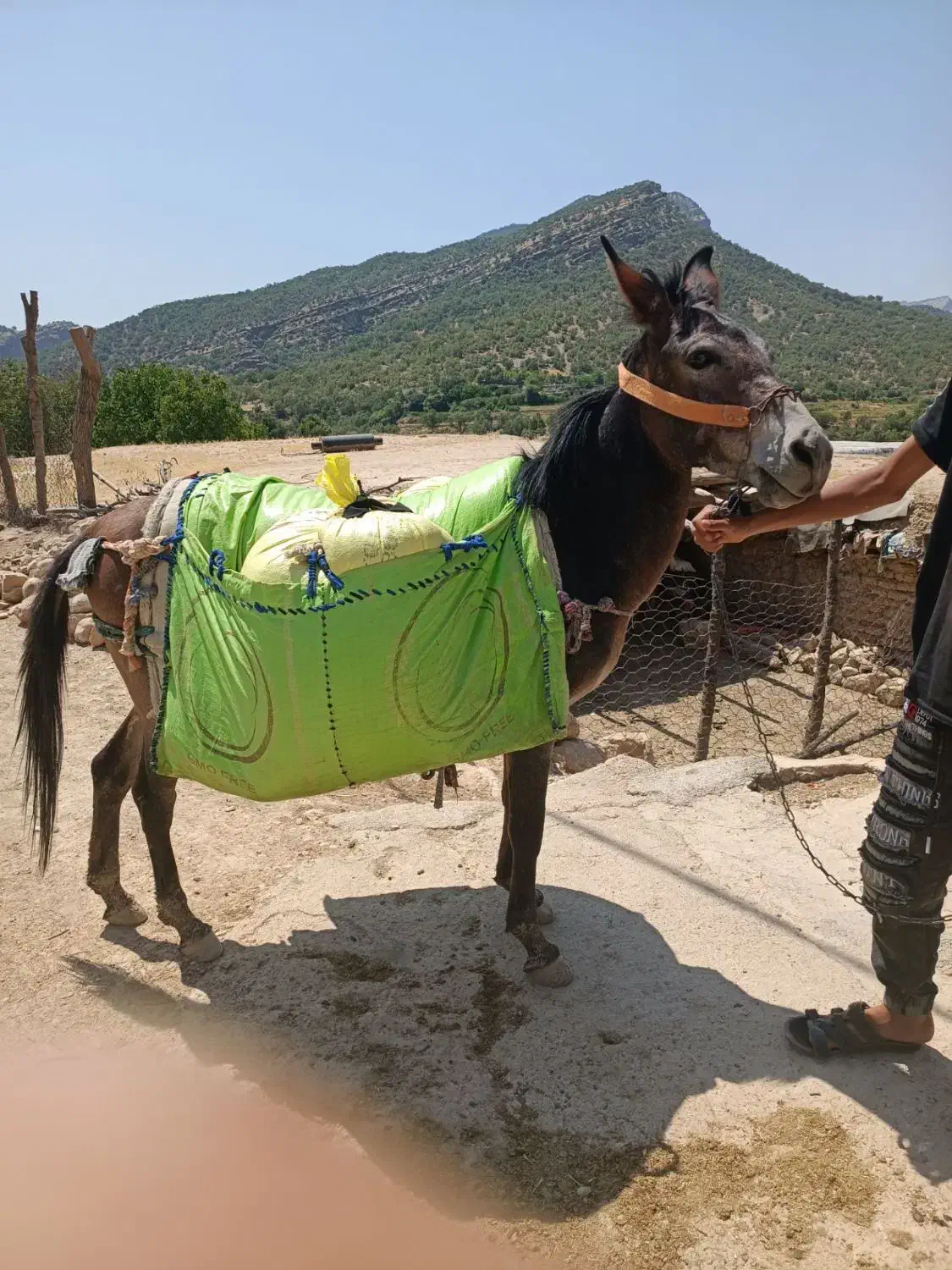 قاطر فروش|حیوانات مزرعه|لوداب, |دیوار