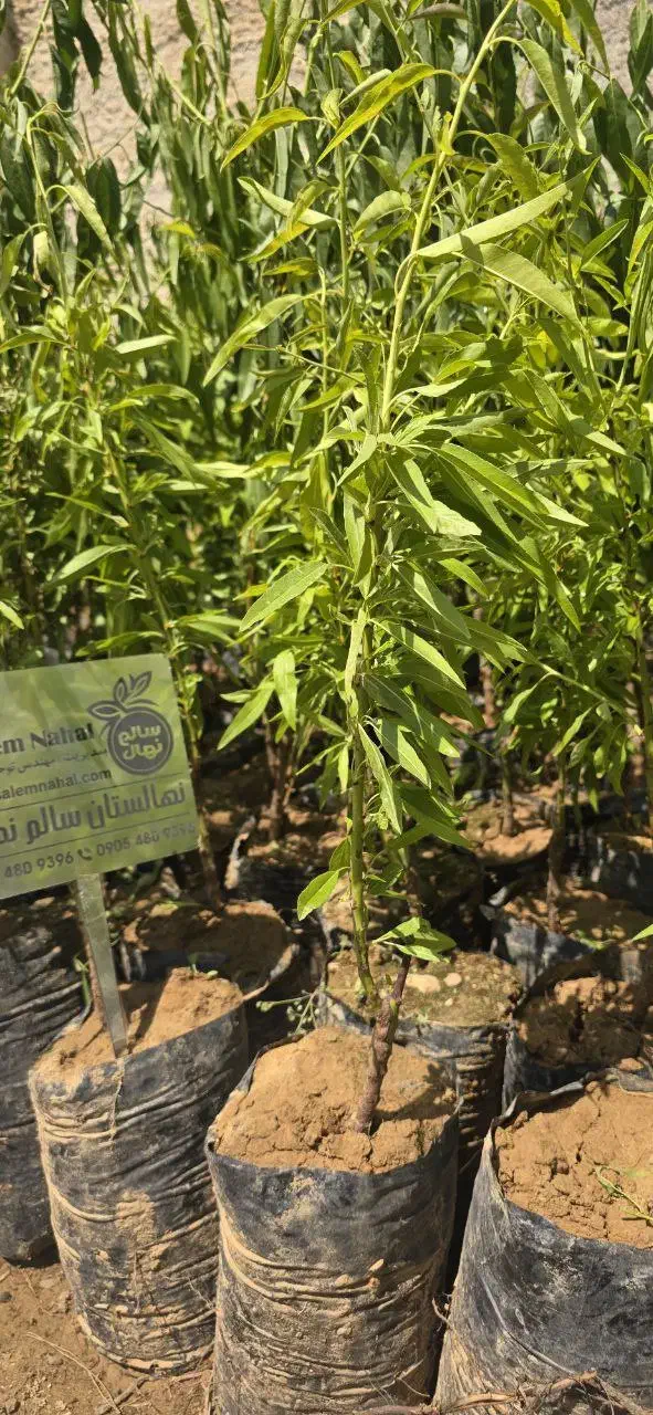 نهال گردو پربار و مقاوم مناسب مناطق سردسیرو معتدل|خدمات باغبانی و درختکاری|تبریز, |دیوار