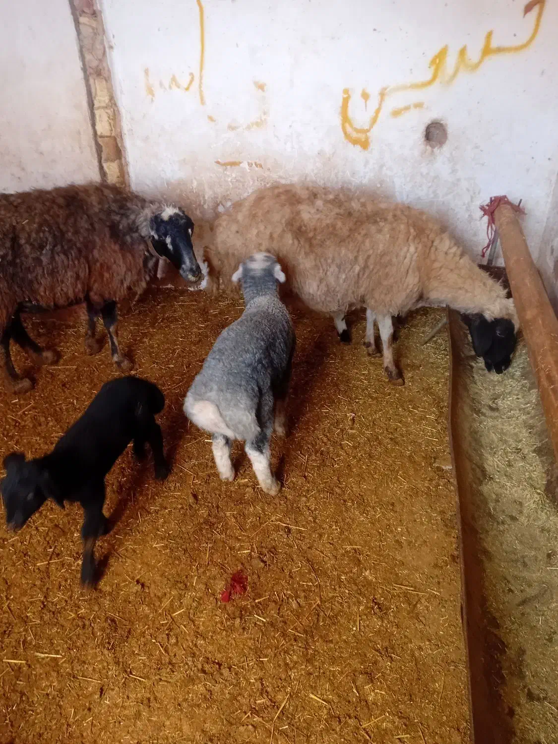 سه عدد میش داشتی|حیوانات مزرعه|فرمهین, |دیوار