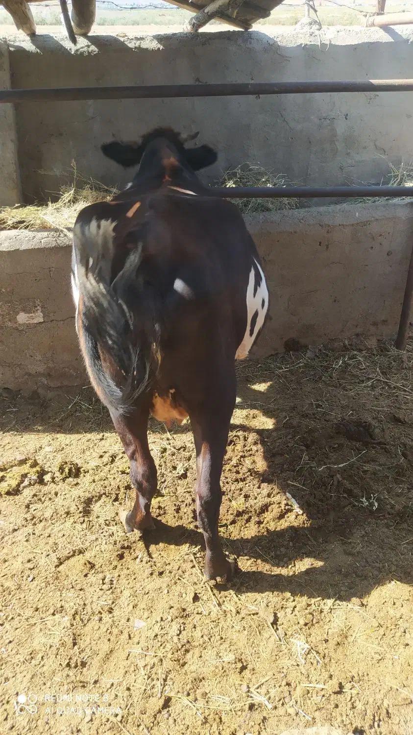 گاو شیری شکم دوم 20 روز مانده|حیوانات مزرعه|خواجه, |دیوار