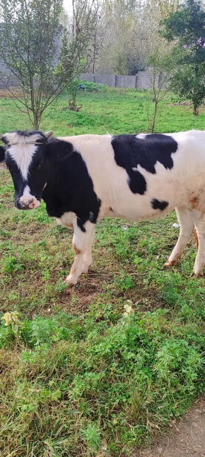 لیشه هلشتاین اصیل|حیوانات مزرعه|آستانه اشرفیه, |دیوار