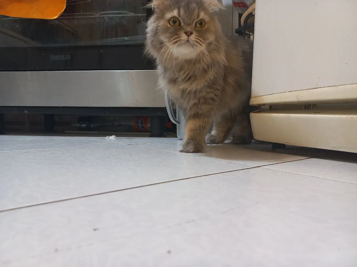 واگذاری گربه اسکاتیش لانگ هیر  ماده|گربه|پردیس, فاز ۳|دیوار