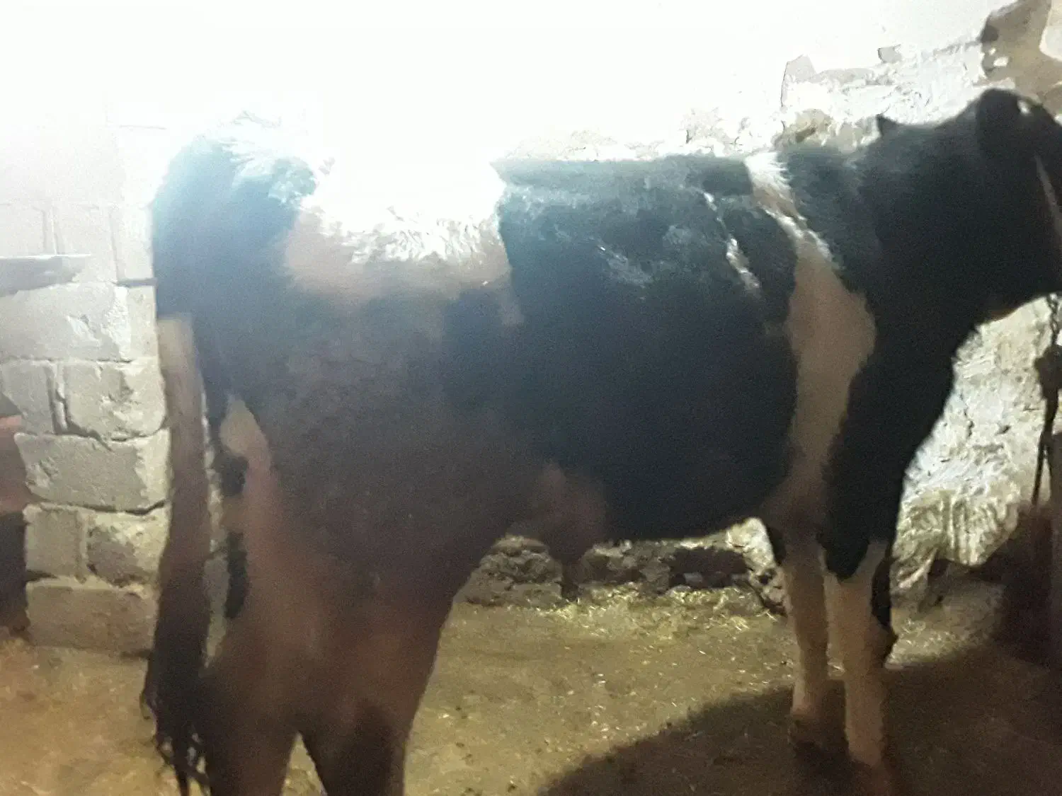 گاو نر|حیوانات مزرعه|بیرانوند, |دیوار