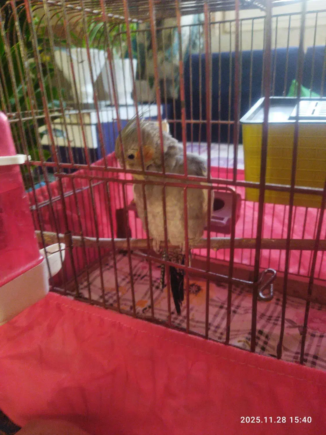 عروس هلندی نر|پرنده|آبیک, |دیوار