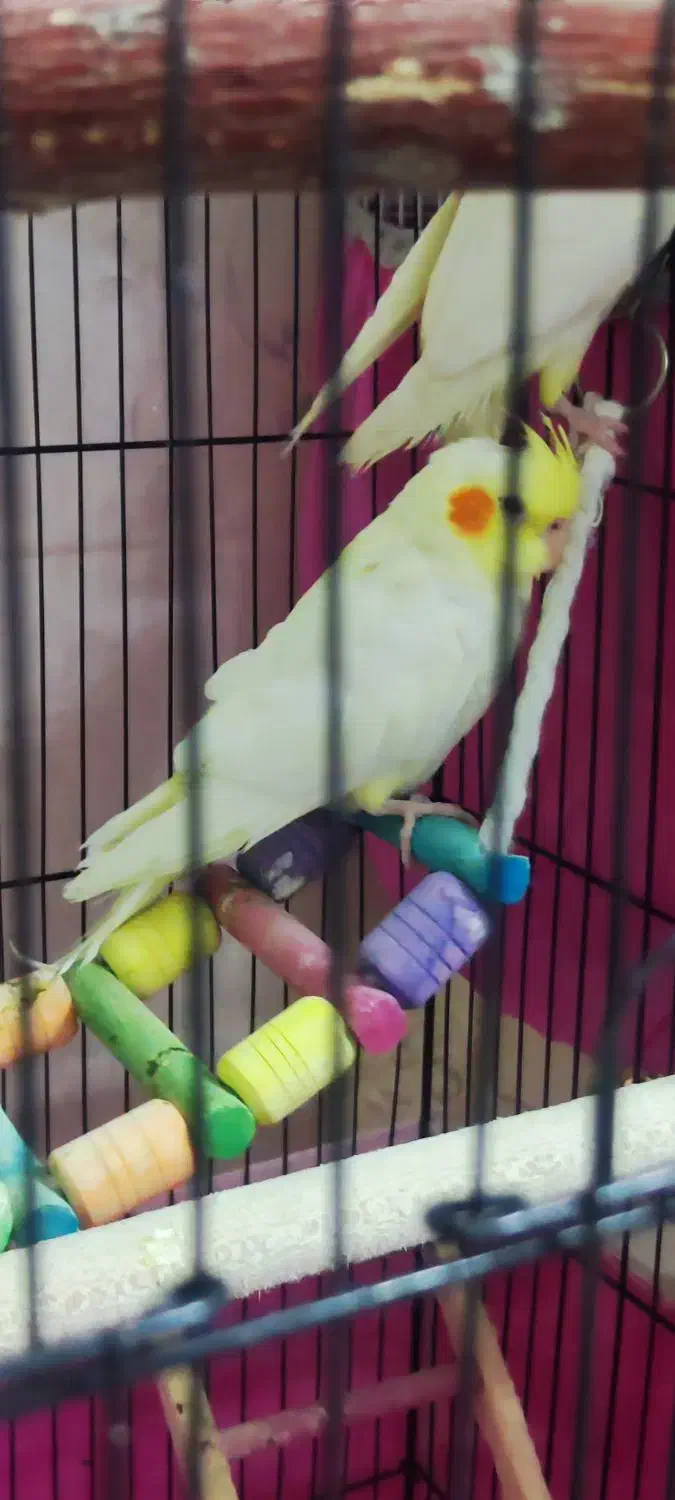 جوجه عروس هلندی لوتینو|پرنده|رشت, کوی مهر|دیوار