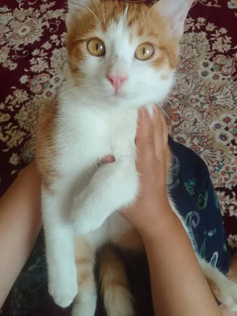 دو تا گربه نر و ماده بازی گوش|گربه|هشتگرد, فاز ۷ مهستان|دیوار