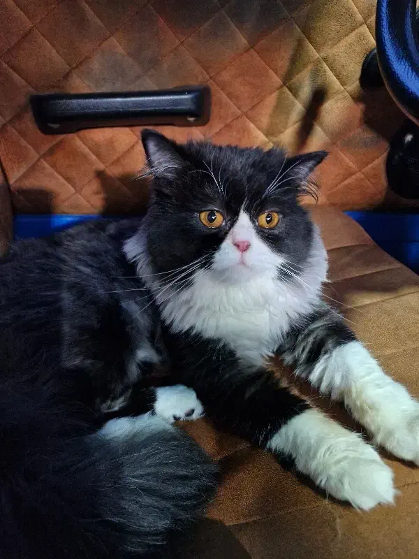 گربه پرشین نر|گربه|رشت, سلیمانداراب|دیوار