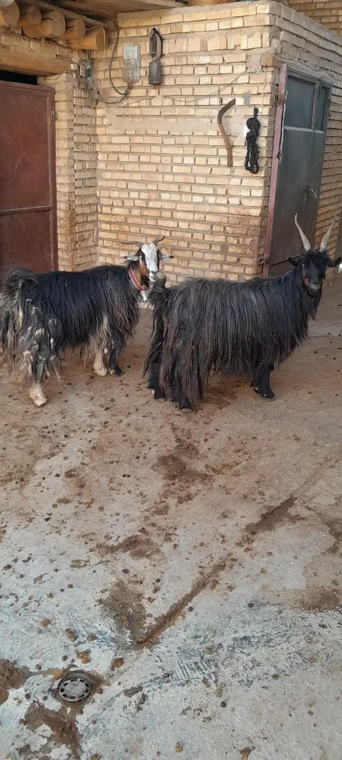فروش بز گله داری.( بز میش بره بزغاله)|حیوانات مزرعه|اردل, |دیوار
