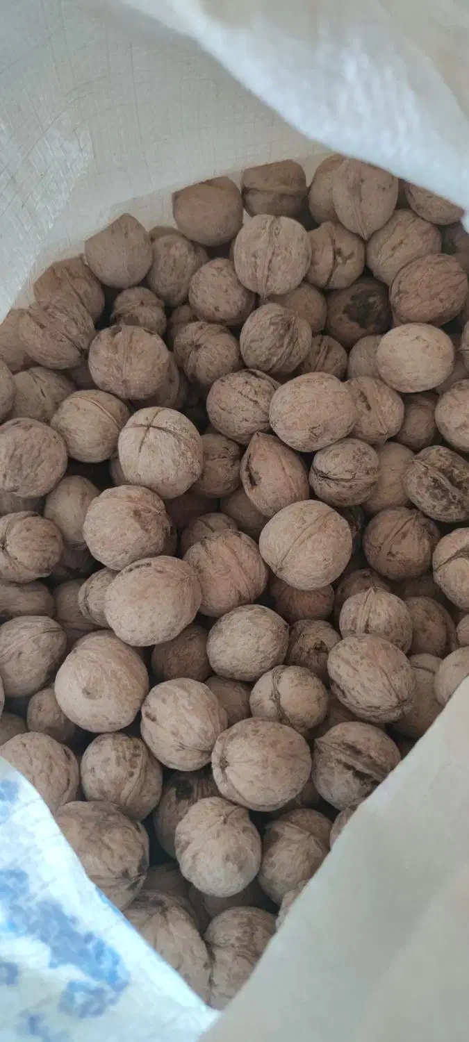 گردوی پوست گاغذی مغز سفید|خوردنی و آشامیدنی|شاهین دژ, |دیوار