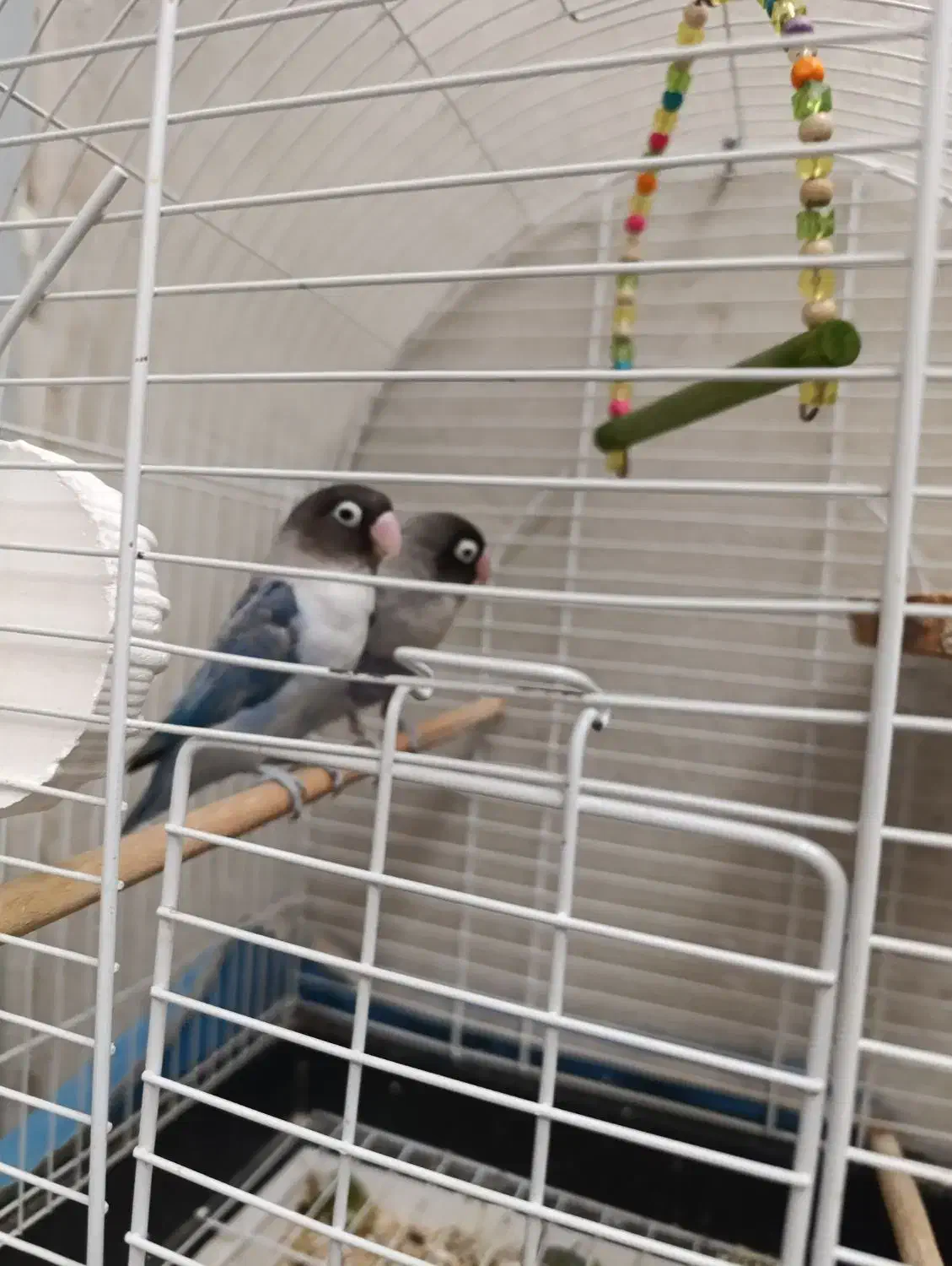 طوطی برزیلی مولد|پرنده|فردیس, نسترن غربی|دیوار