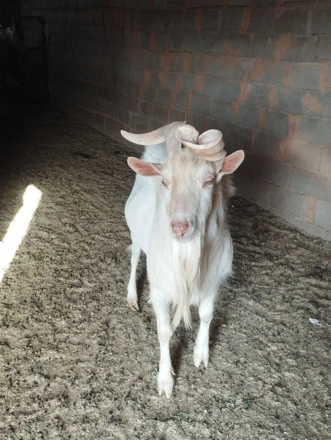 تکه سانن اصل دوساله|حیوانات مزرعه|تربت جام, جامرود|دیوار