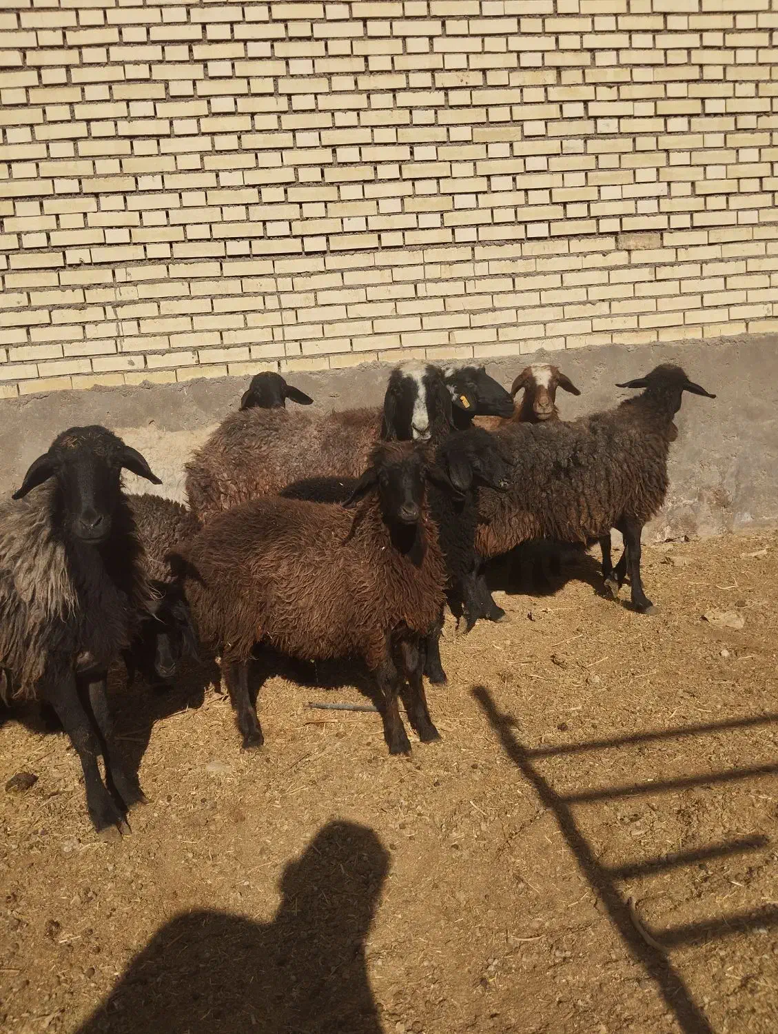 12راس میش افشاری جوان با بره 30کیلویی|حیوانات مزرعه|حبیب آباد, |دیوار