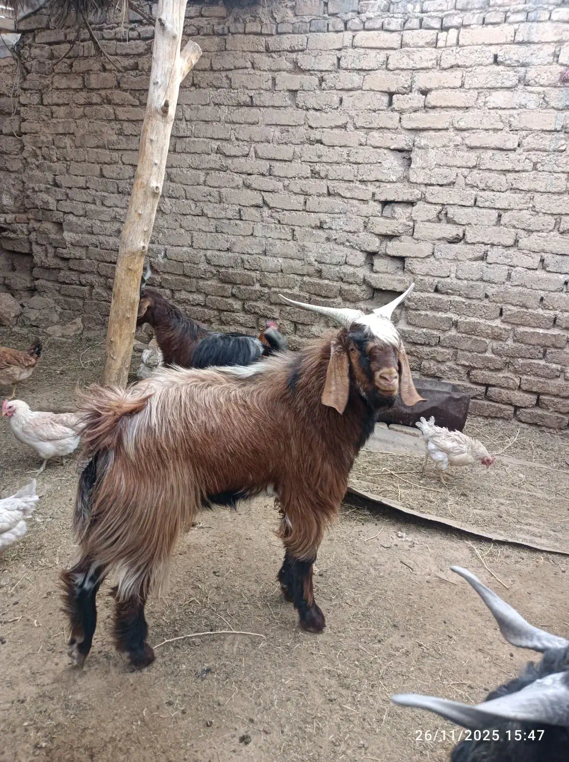 کهره ی نر ۱۵ملیون|حیوانات مزرعه|داراب, |دیوار