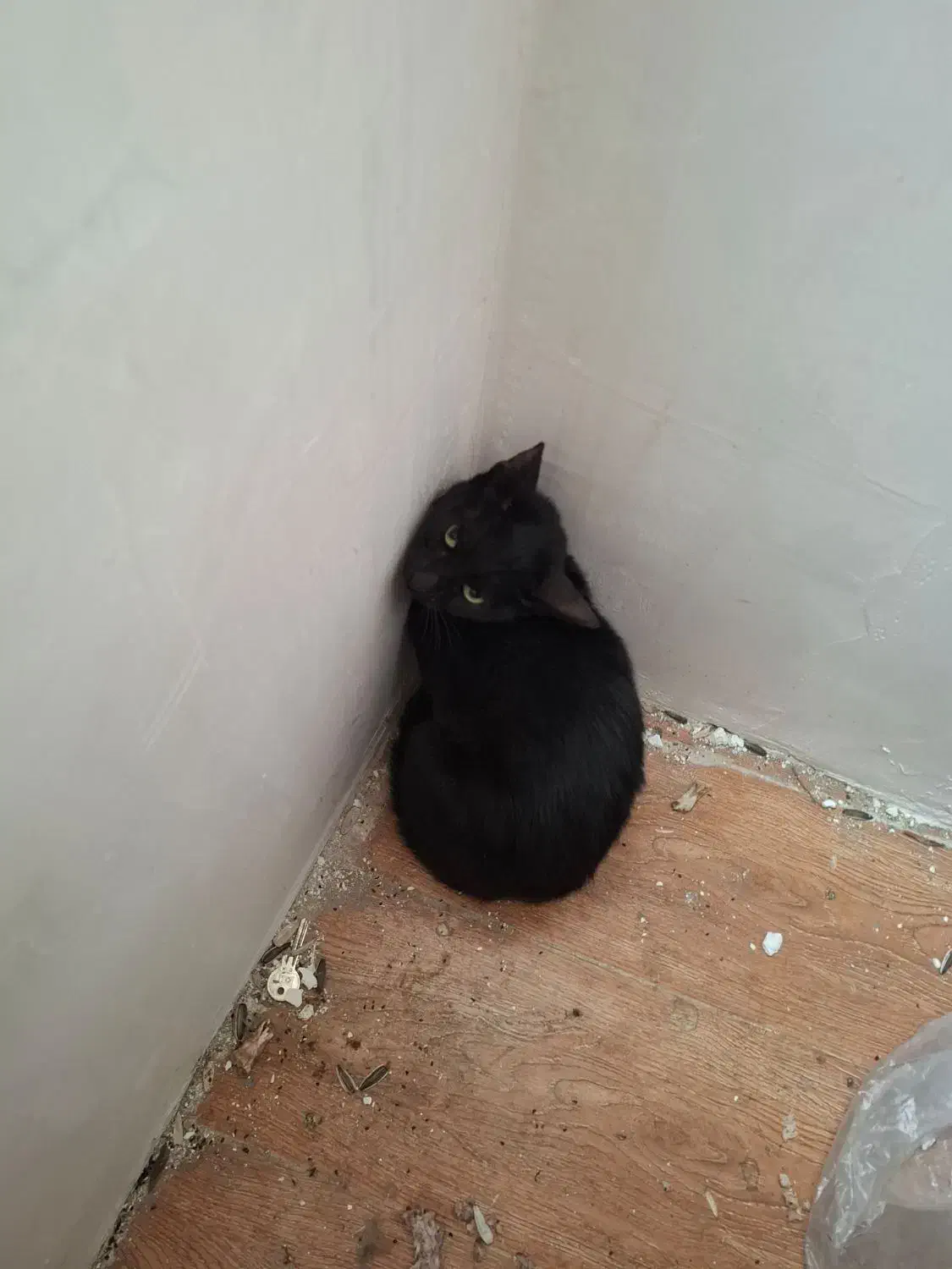 گربه|گربه|کرج, دهقان ویلا|دیوار