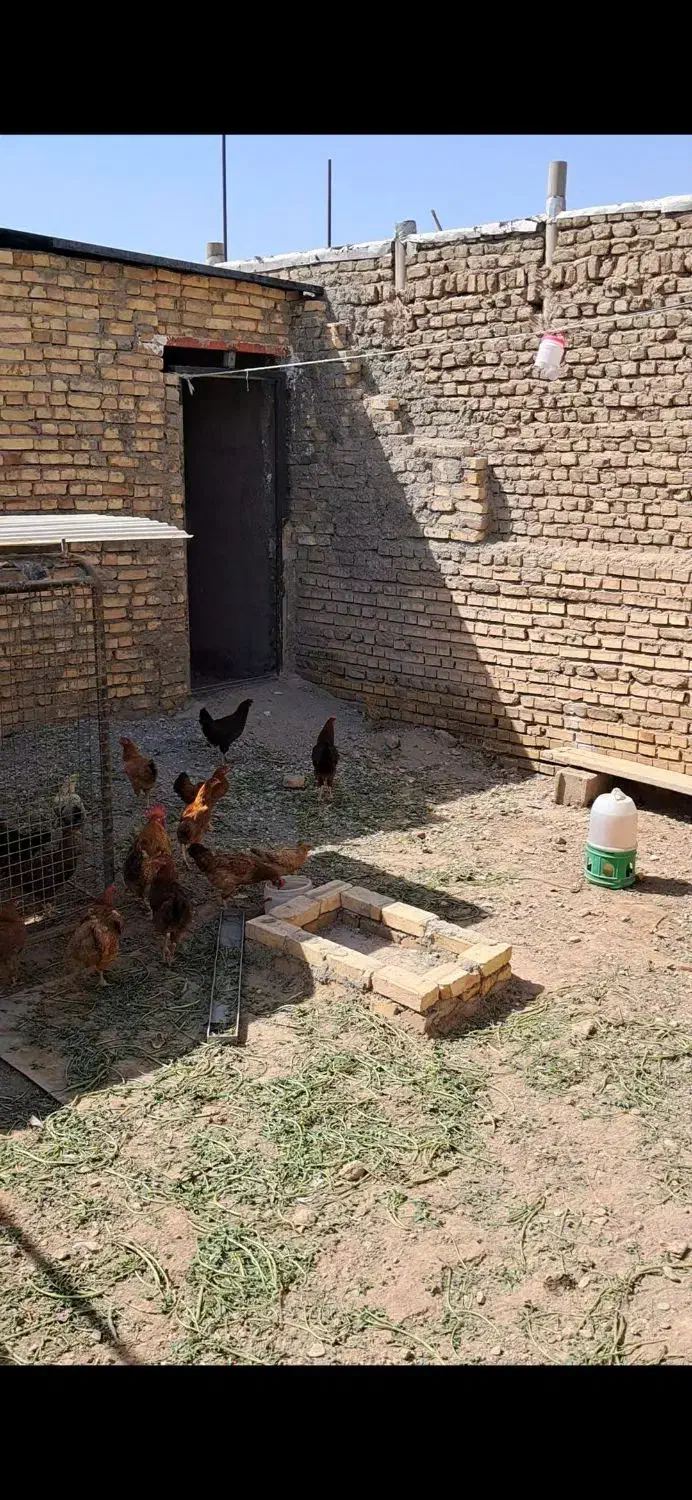 مرغ خروس رسمی|حیوانات مزرعه|ورامین, قويينک زهری|دیوار