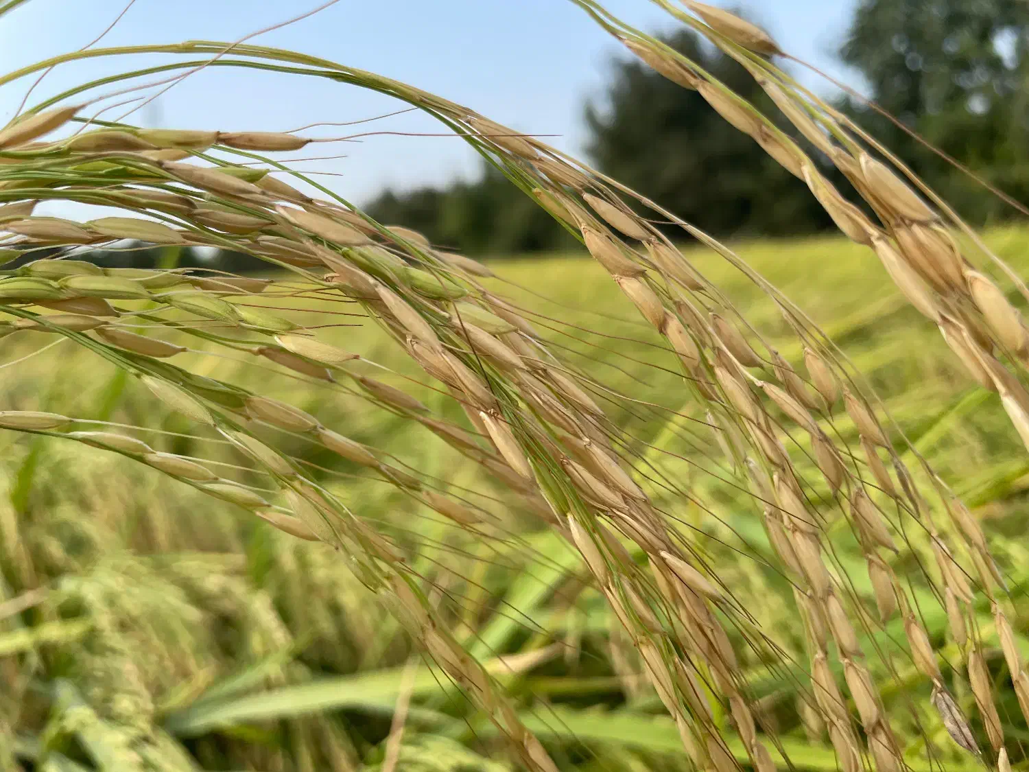 برنج شیرودی|خوردنی و آشامیدنی|بندر گز, |دیوار