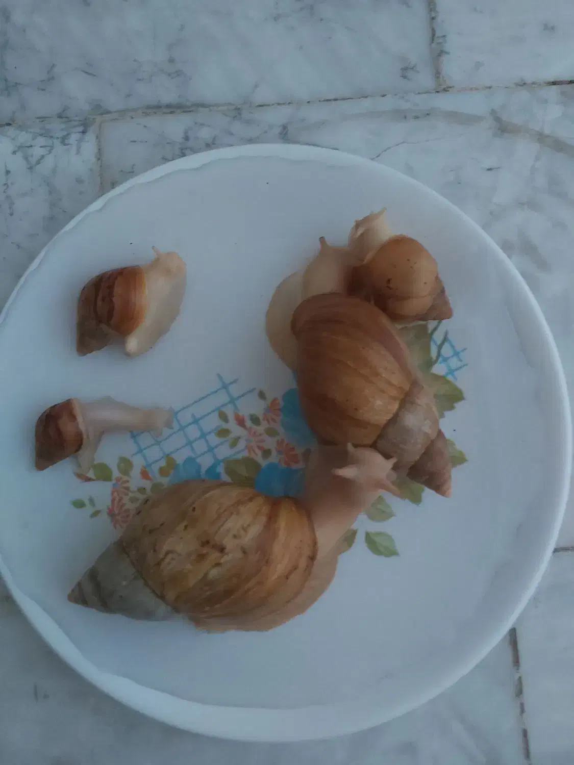 حلزون برای پوستی صاف وزیبا|آرایشی، بهداشتی، درمانی|کنگاور, |دیوار