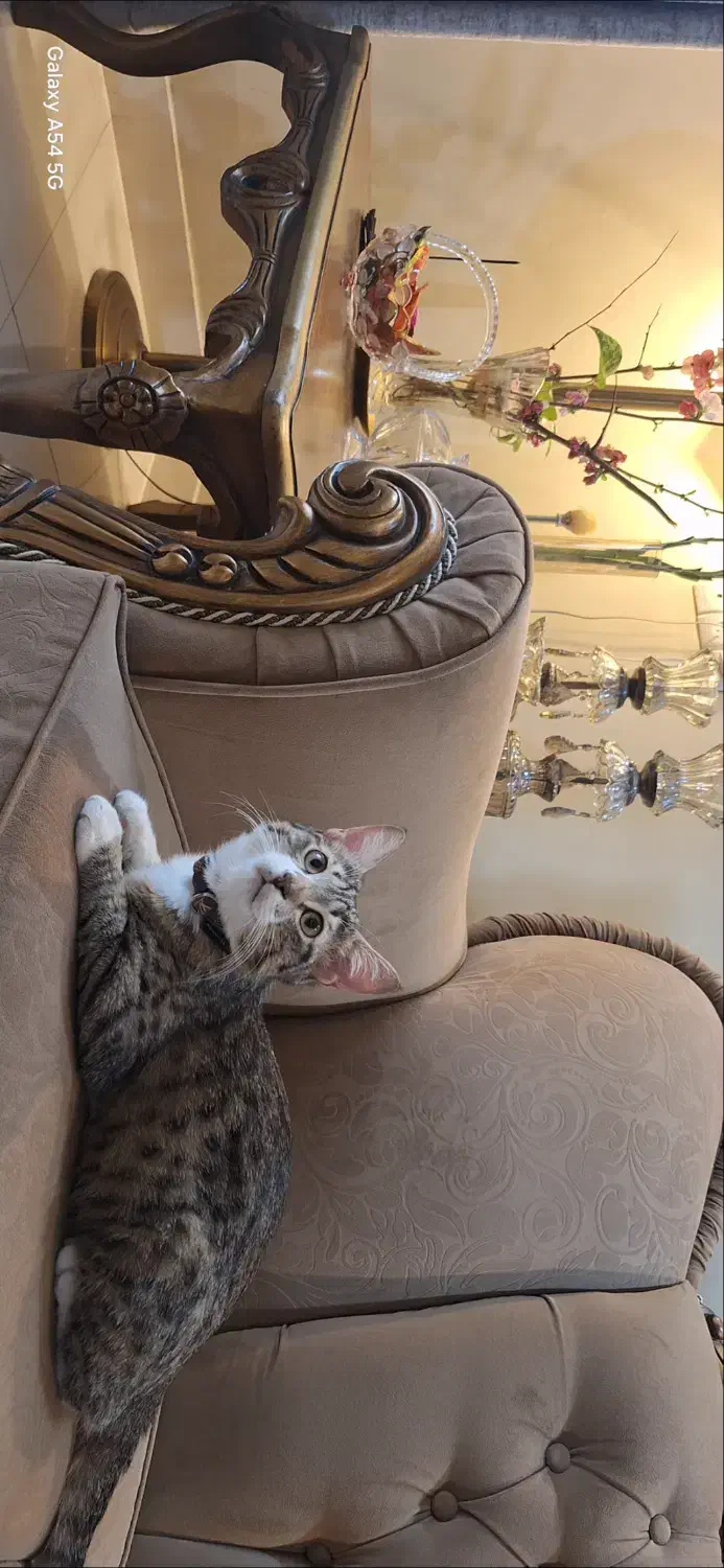 پیشی|گربه|گرگان, |دیوار