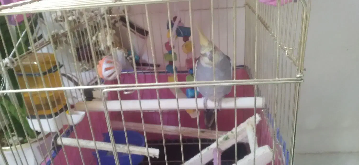 عروس هلندی|پرنده|اراک, |دیوار