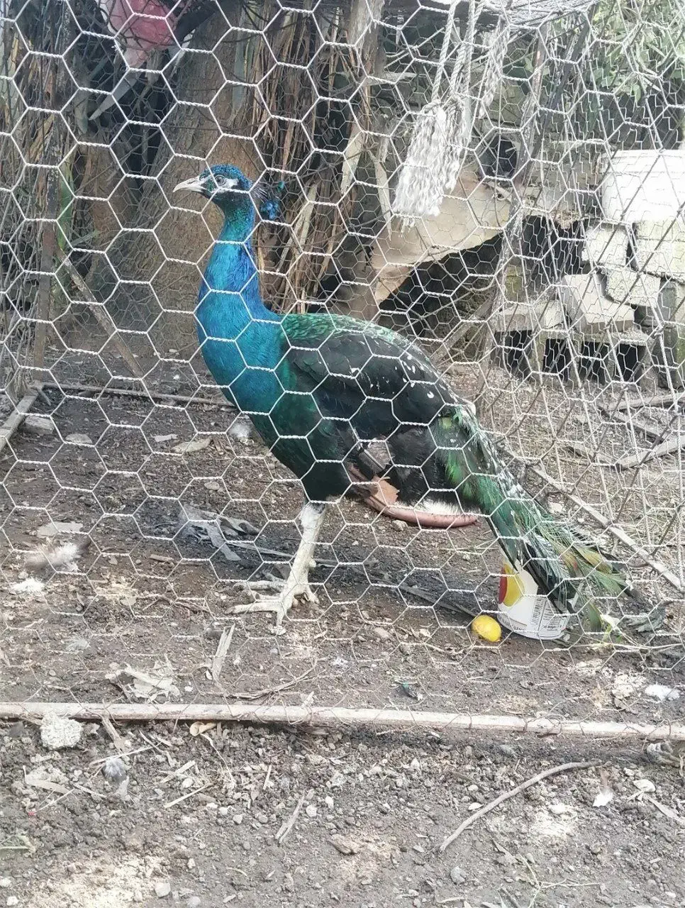 فروش طاووس نر|حیوانات مزرعه|نوشهر, |دیوار