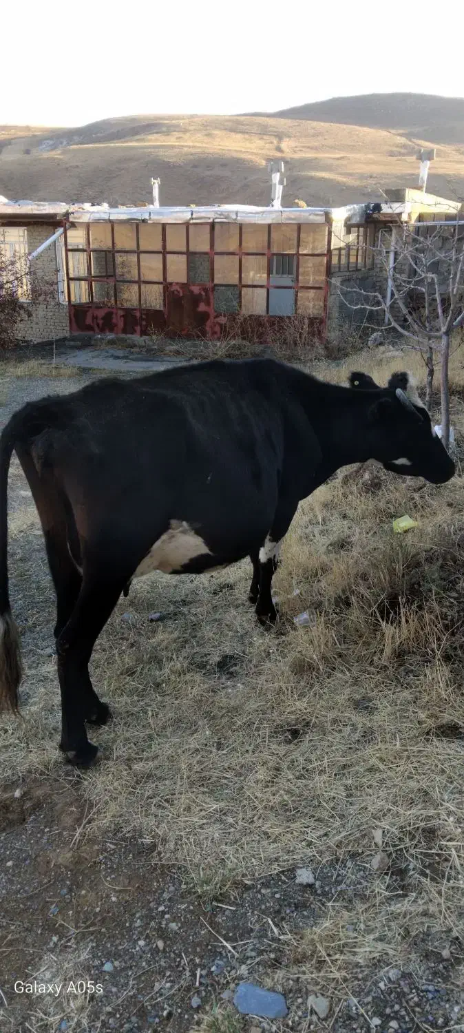 گاو گوشتی وشیری|حیوانات مزرعه|سیلوانه, |دیوار