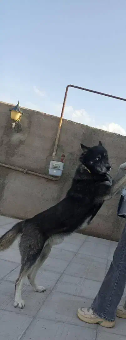 هاسکی بازیگوش|سگ|سبزوار, قصبه غربی|دیوار