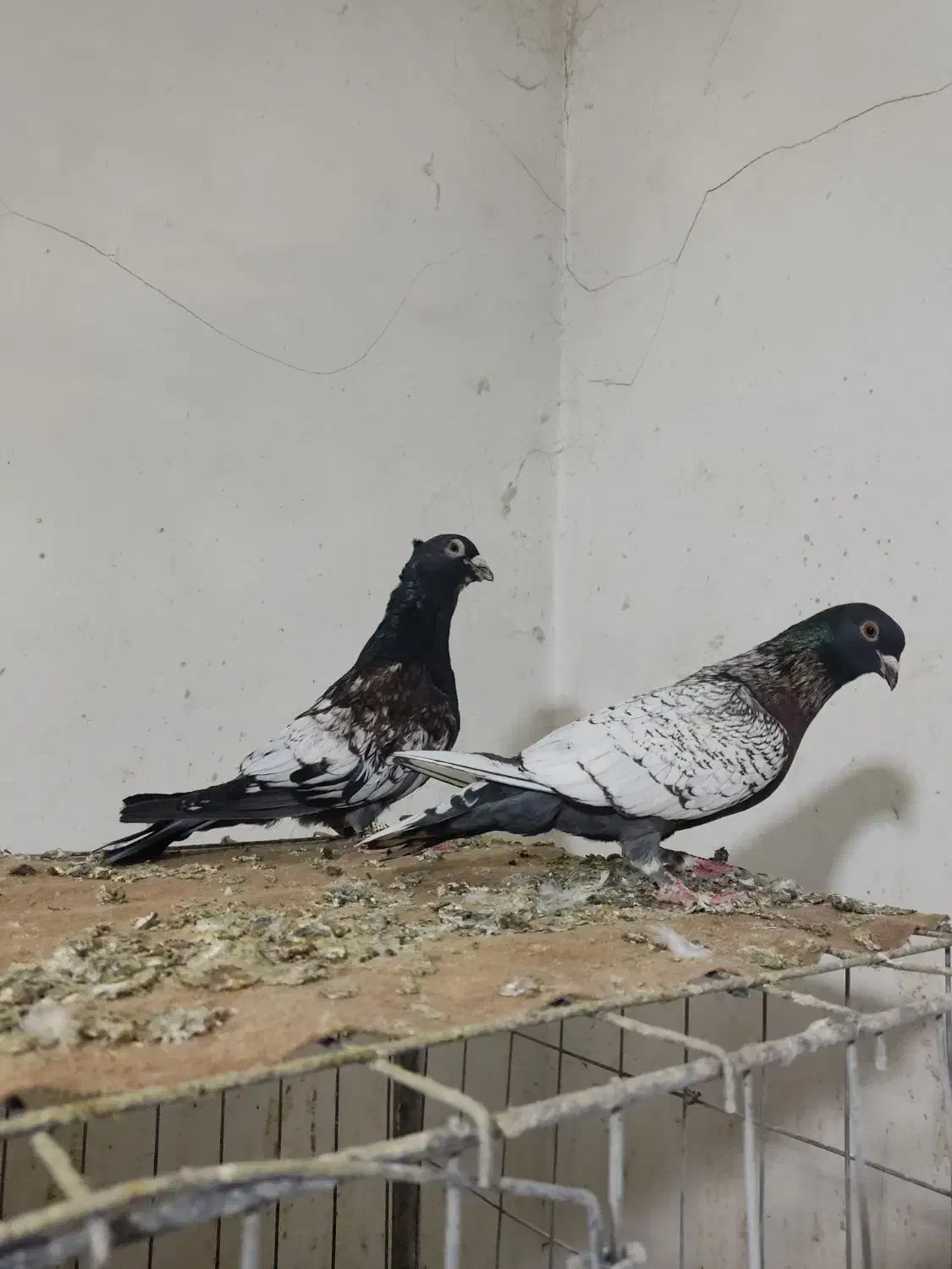 طاووسی|پرنده|گتوند, |دیوار