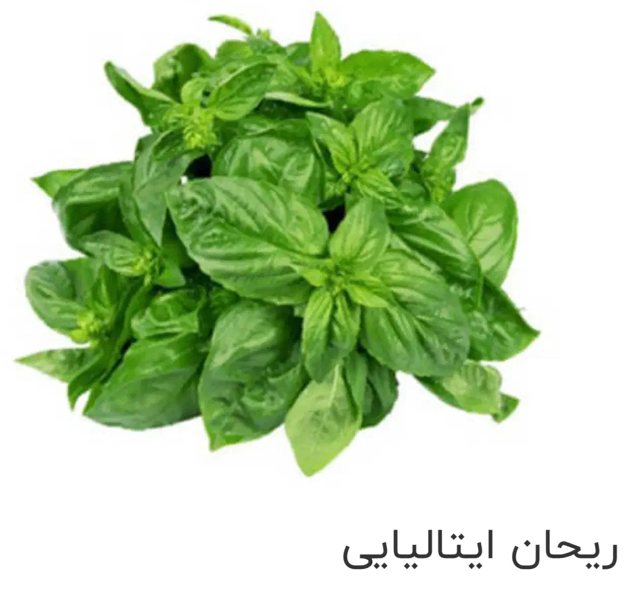 سبزی خارجی و کالاهای فرش|خوردنی و آشامیدنی|تهران, مرزداران|دیوار