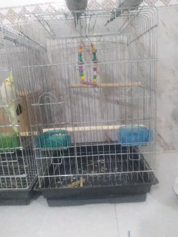 قفس ۱۰۳۳ درحد|لوازم جانبی حیوانات|مشکین‌دشت, |دیوار