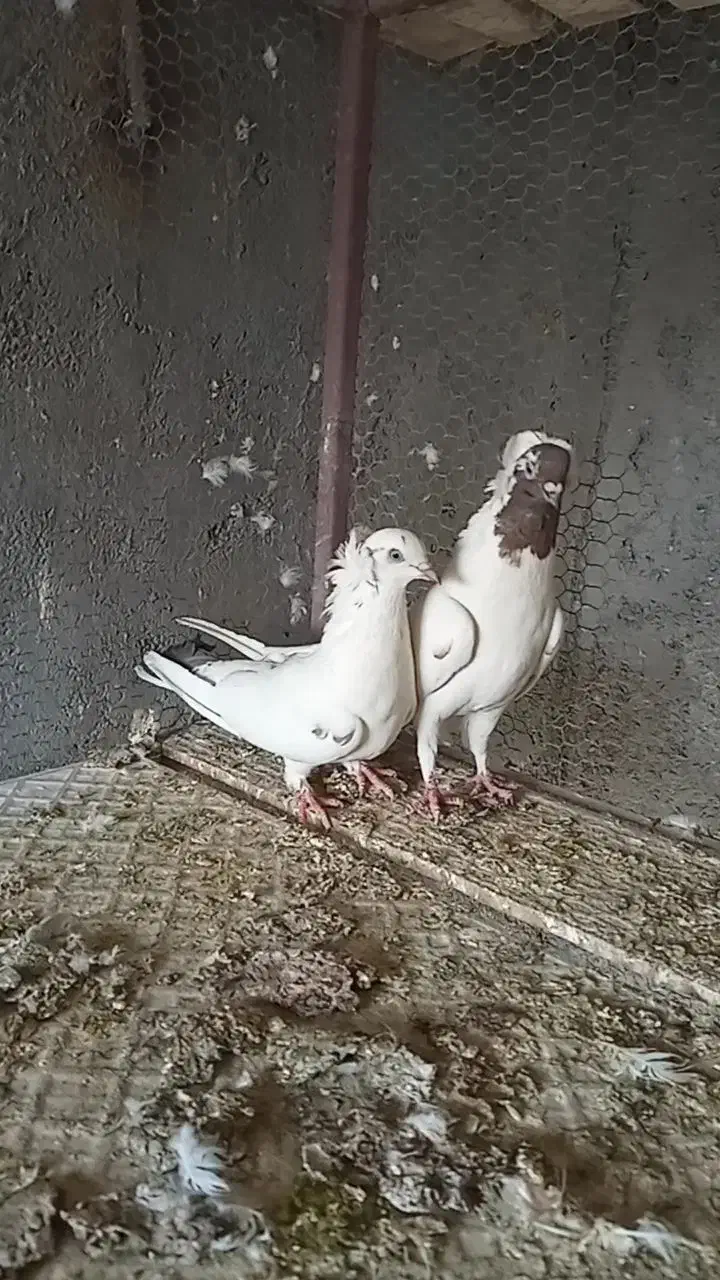 نرماده پرشی|پرنده|اردکان, |دیوار