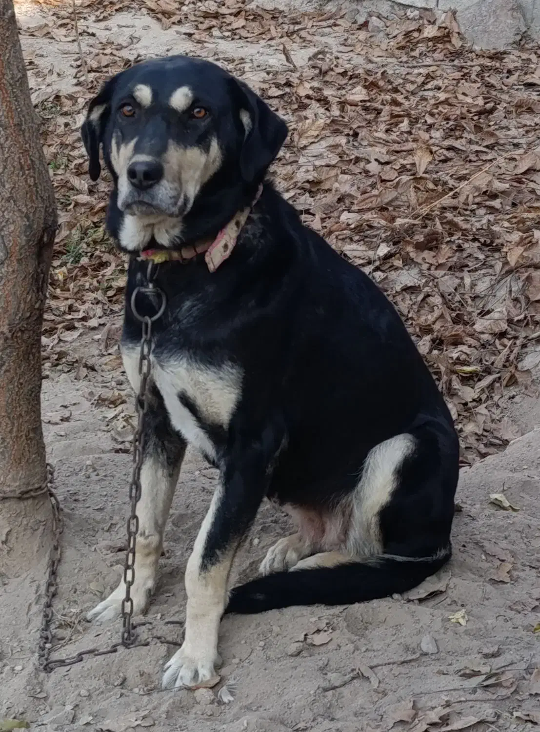 واگذاری سگ|سگ|خسروشاه, |دیوار